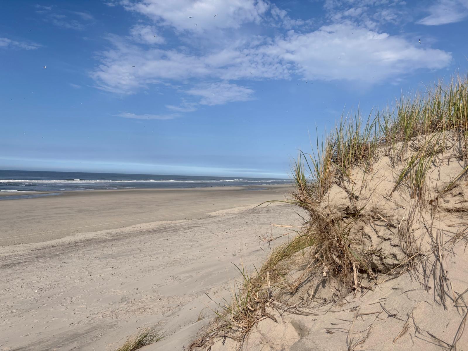 Dünenkante mit Strandhafer und Blick auf den leeren Strand