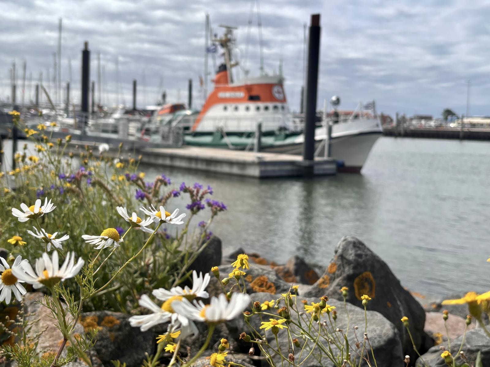 Kamillenblüten am Hafen mit Rettungsboot im Hintergrund